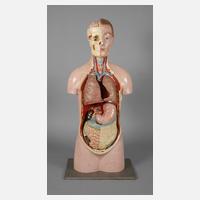 Anatomiemodell111