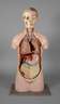 Anatomiemodell