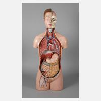 Anatomiemodell111