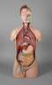 Anatomiemodell