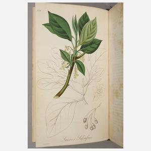 Medical Botany