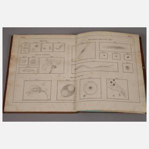 Atlas des gestirnten Himmels