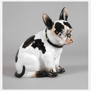 Galluba & Hofmann Ilmenau Französische Bulldogge