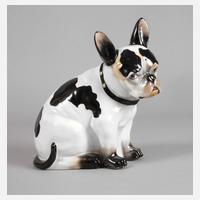 Galluba & Hofmann Ilmenau Französische Bulldogge111