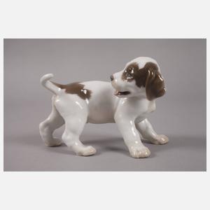 Kopenhagen Pointerwelpe