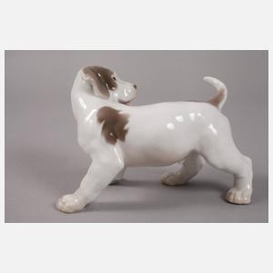 Kopenhagen Pointerwelpe