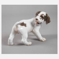 Kopenhagen Pointerwelpe111