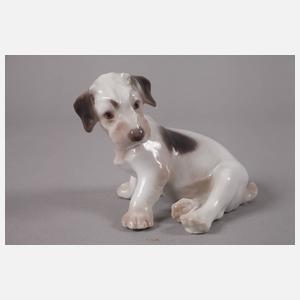 Kopenhagen Foxterrierwelpe