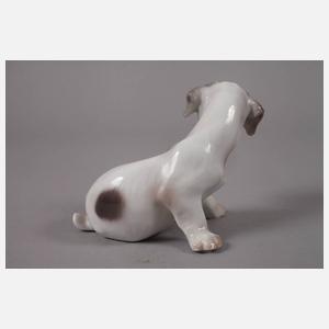 Kopenhagen Foxterrierwelpe