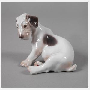 Kopenhagen Foxterrierwelpe