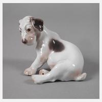 Kopenhagen Foxterrierwelpe111