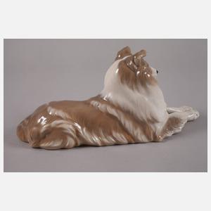 Kopenhagen Langhaarcollie