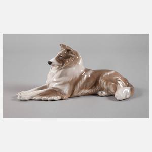 Kopenhagen Langhaarcollie