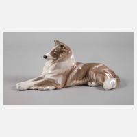 Kopenhagen Langhaarcollie111