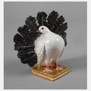 Nymphenburg Pfauentaube