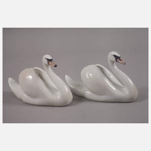 Kopenhagen Paar Schwäne