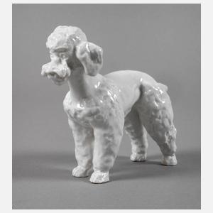 Meissen "Pudel"