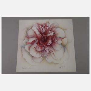 Wolfgang Fratscher, "Papilonaceae"