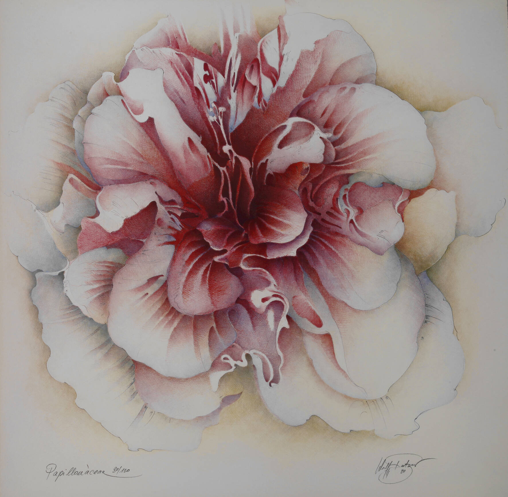 Wolfgang Fratscher, "Papilonaceae"