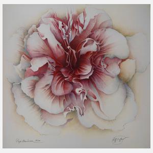 Wolfgang Fratscher, "Papilonaceae"