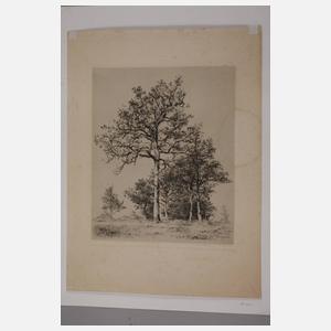 August Futterer, Konvolut Baumdarstellungen