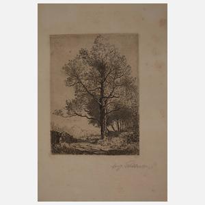 August Futterer, Konvolut Baumdarstellungen