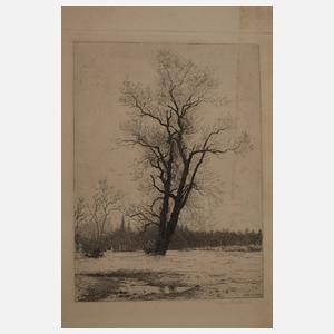 August Futterer, Konvolut Baumdarstellungen