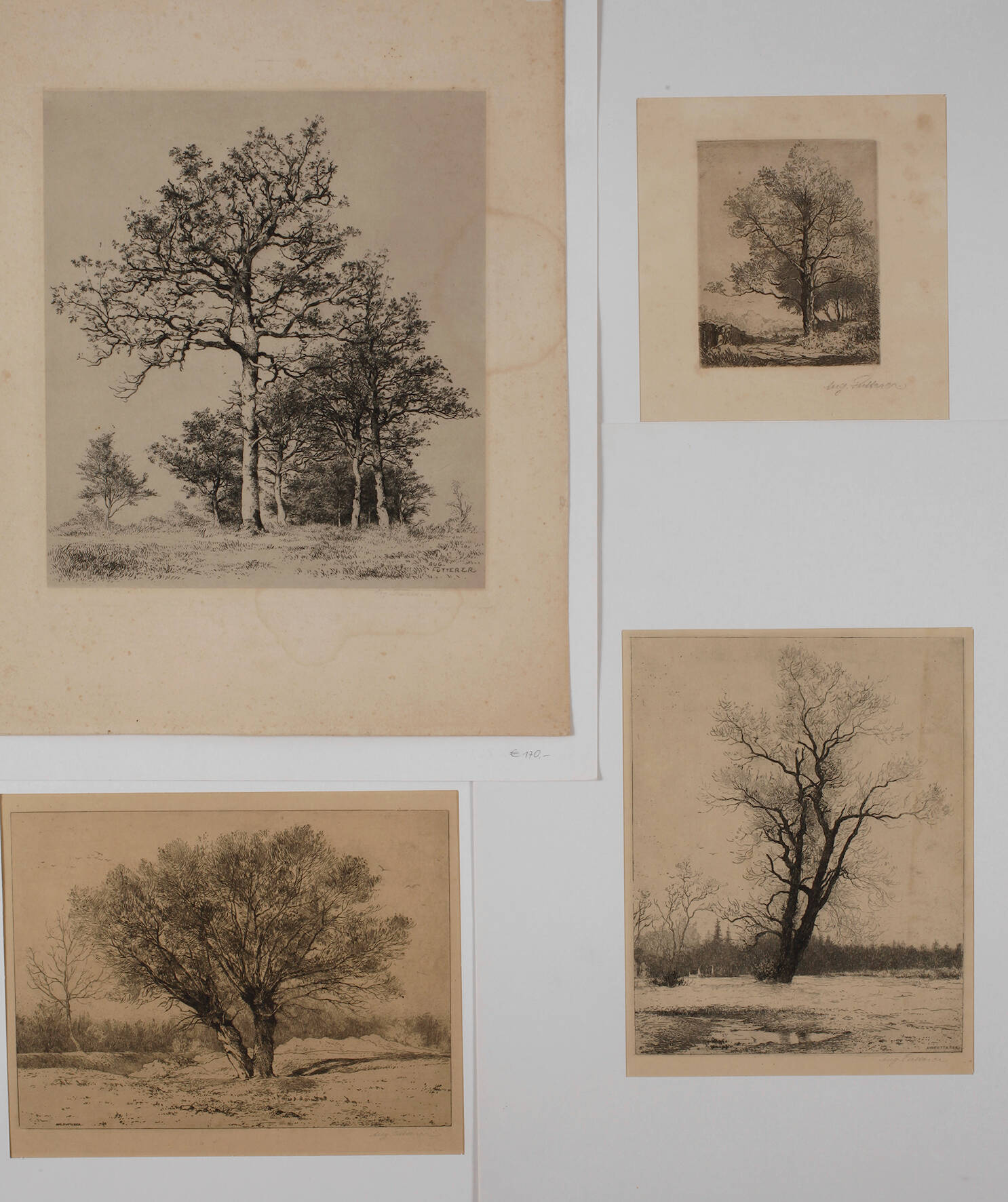 August Futterer, Konvolut Baumdarstellungen