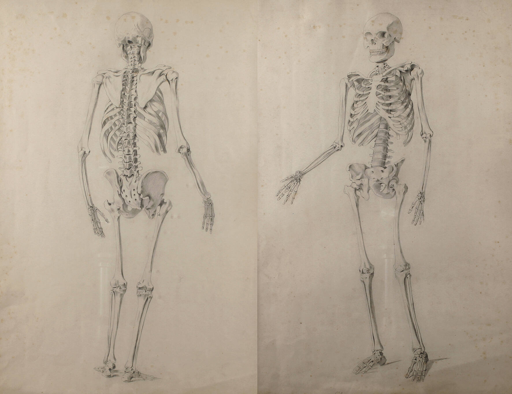 Paar Anatomiestudien