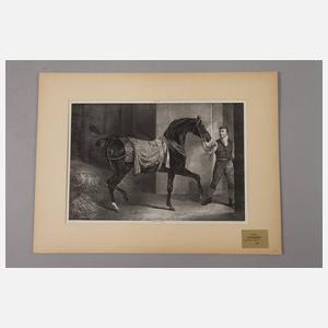 Sammlung Pferdedarstellungen