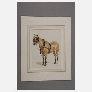 Sammlung Pferdedarstellungen