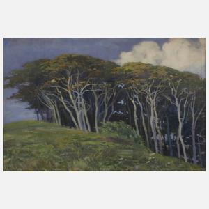 Windflüchter auf sommerlicher Düne