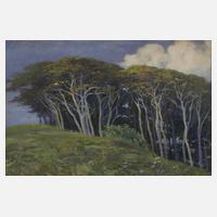 Windflüchter auf sommerlicher Düne111