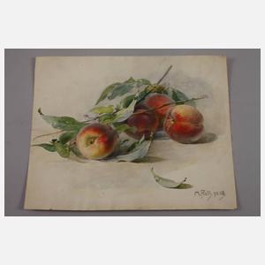 Konvolut Naturstudien