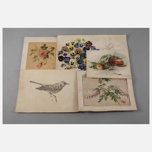 Konvolut Naturstudien