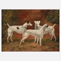 Drei Jagdhunde beim Spielen111