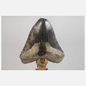 Kunstkammerobjekt Megalodonzahn