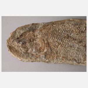 Versteinerter Knochenfisch