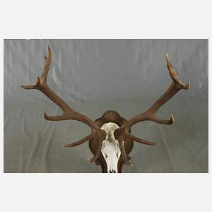 Große Jagdtrophäe