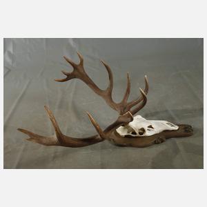 Große Jagdtrophäe