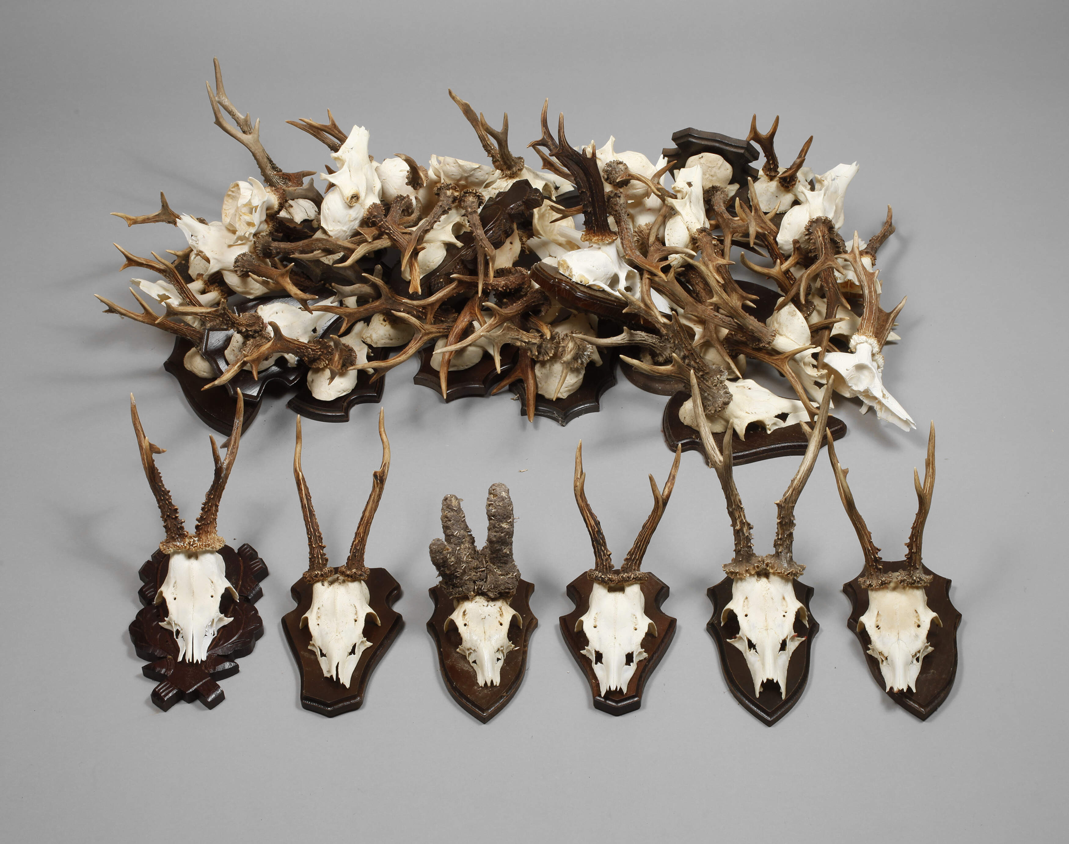 Großes Konvolut Jagdtrophäen