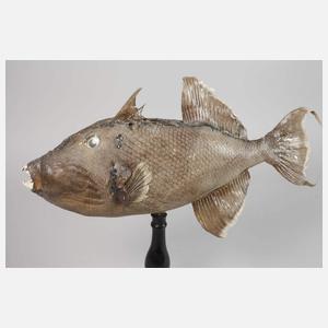 Tierpräparat Drückerfisch