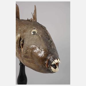 Tierpräparat Drückerfisch