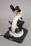 Stereomikroskop Zeiss