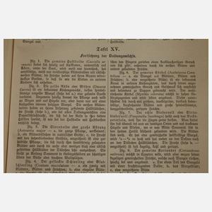 Zwei Bücher Naturkunde