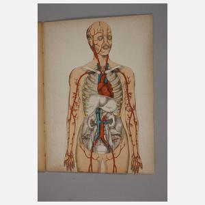 Der menschliche Körper