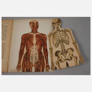 Der menschliche Körper