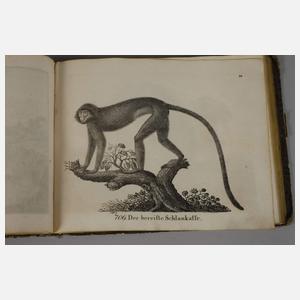 Neue Bildergallerie für die Jugend