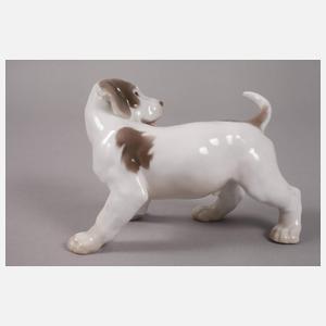 Kopenhagen Pointerwelpe