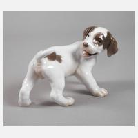 Kopenhagen Pointerwelpe111